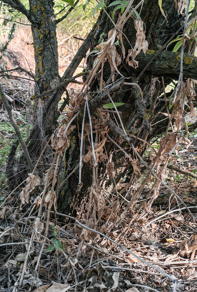 Image of Rubia tinctorum specimen.