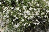 Clematis songorica