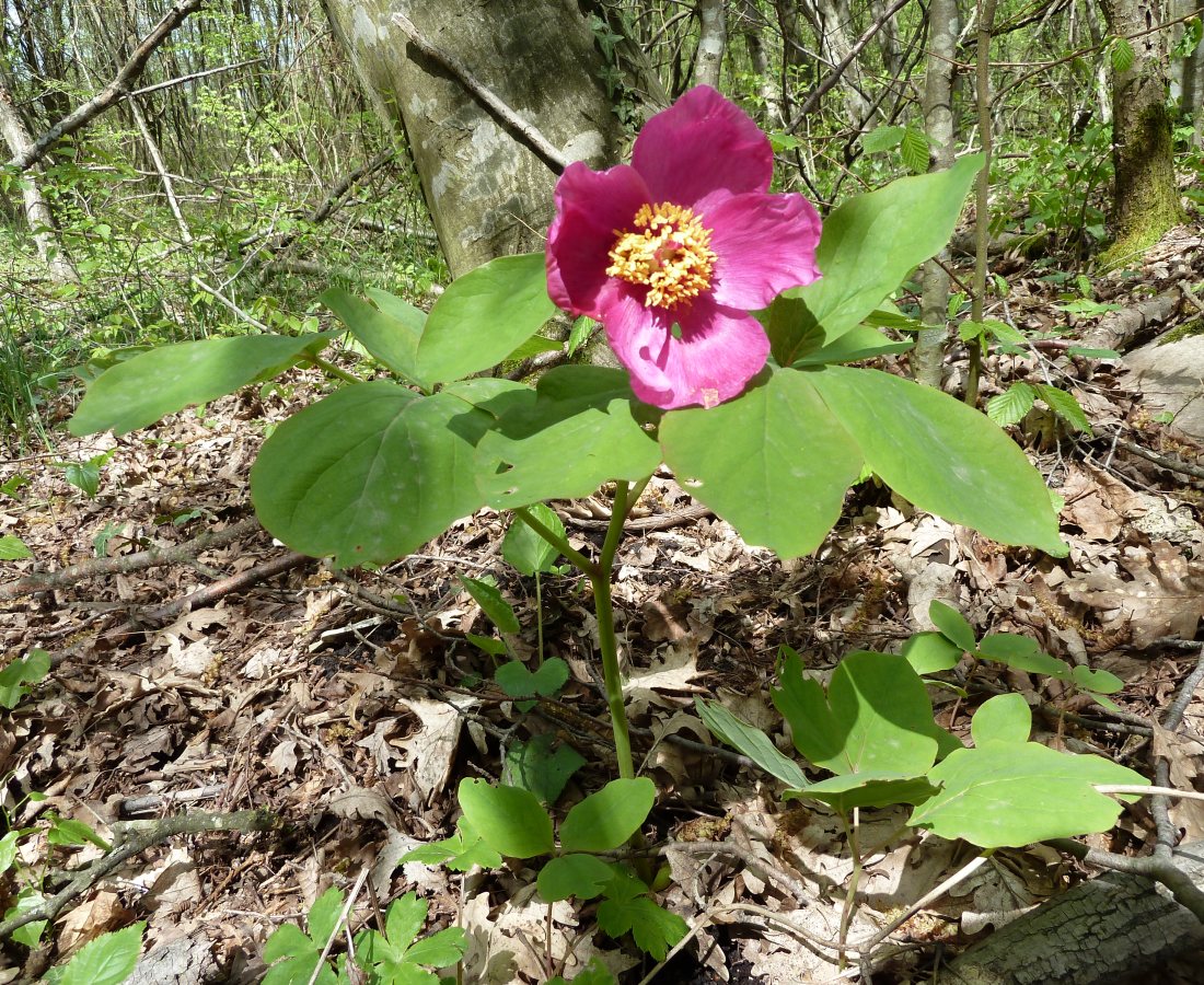 Изображение особи Paeonia caucasica.