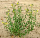 genus Oenothera