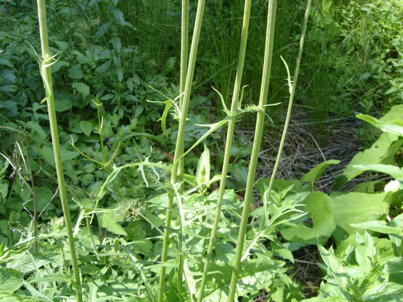 Image of Cirsium rivulare specimen.