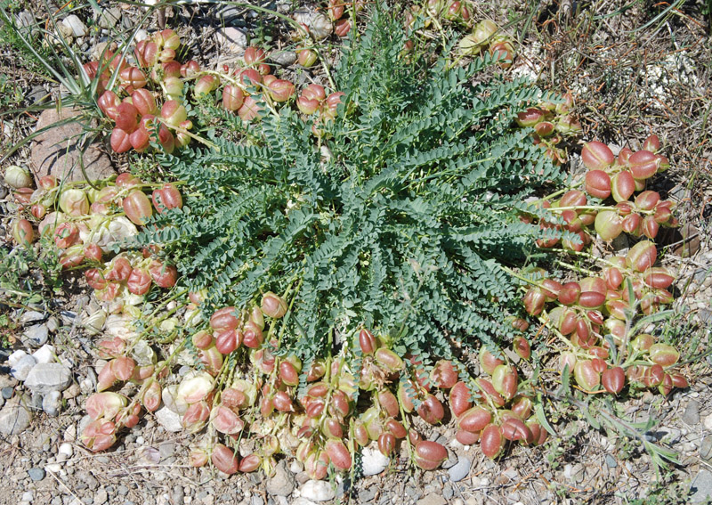 Image of Astragalus suprapilosus specimen.