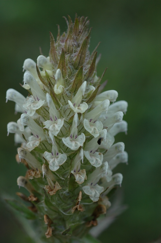 Изображение особи Pedicularis olgae.