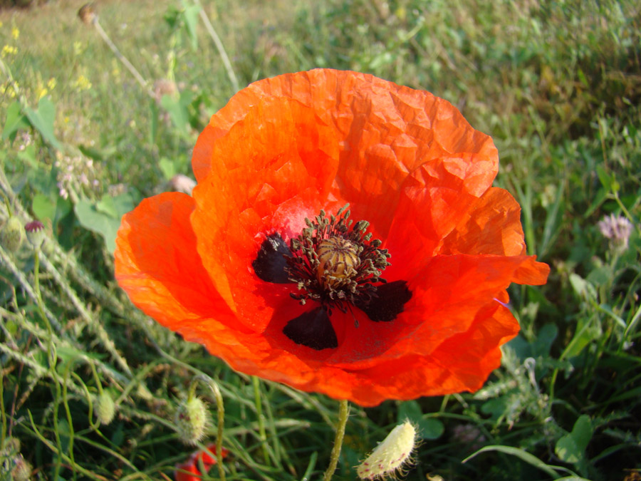 Изображение особи Papaver rhoeas.