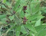 Lysimachia verticillaris