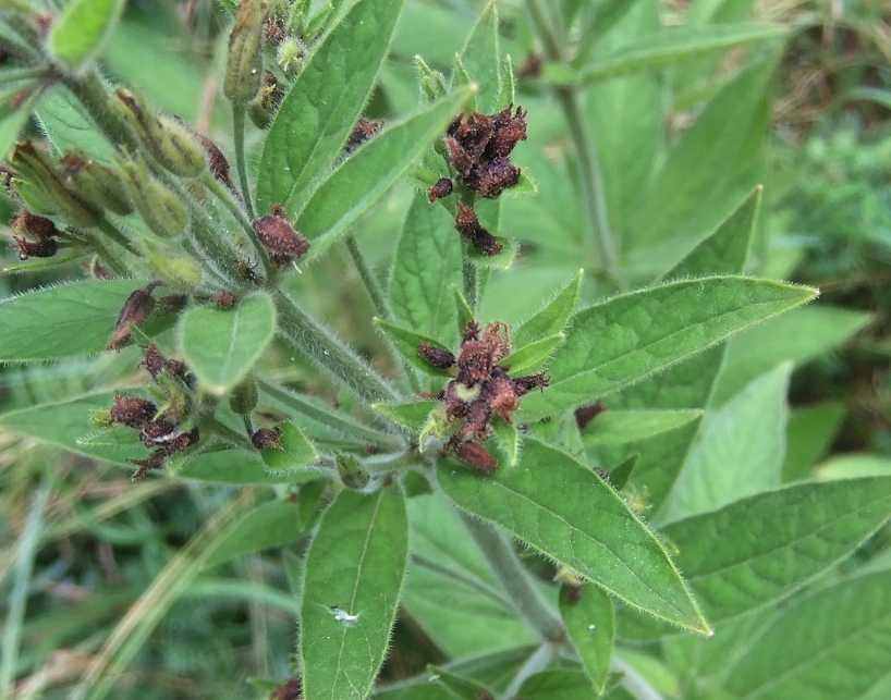 Изображение особи Lysimachia verticillaris.