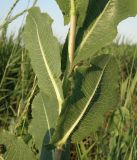 Lactuca serriola