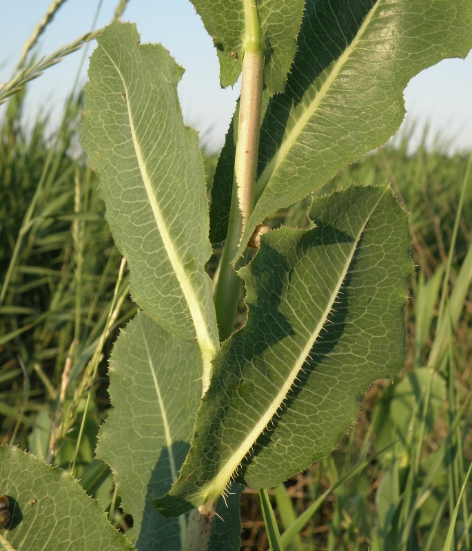 Изображение особи Lactuca serriola.