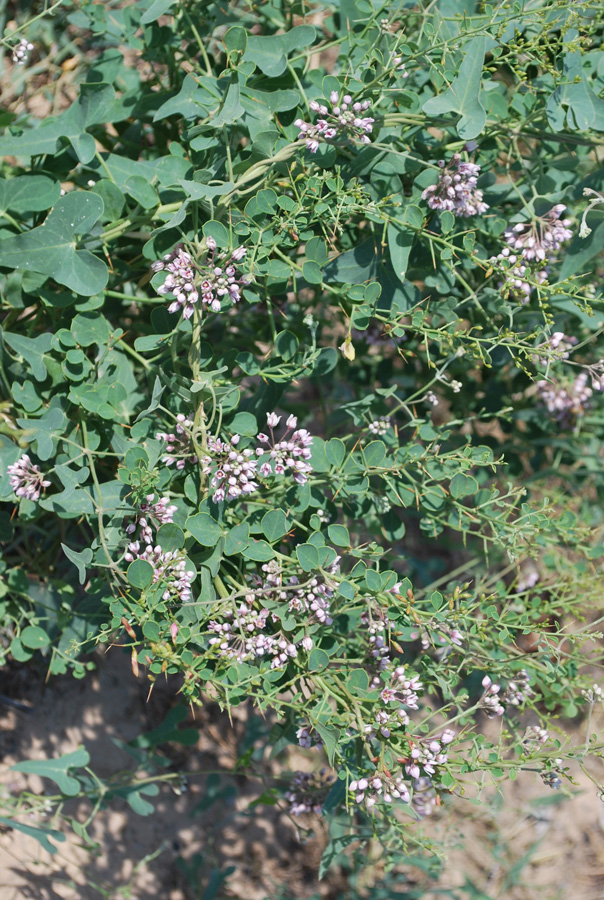 Изображение особи Cynanchum sibiricum.