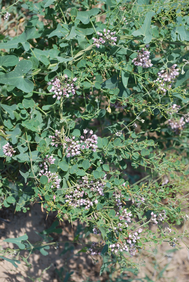 Image of Cynanchum sibiricum specimen.