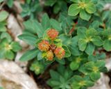 Euphorbia capitulata. Соплодие. Черногория, Динарское нагорье, горный массив Дурмитор, каменистый склон. 05.07.2011.