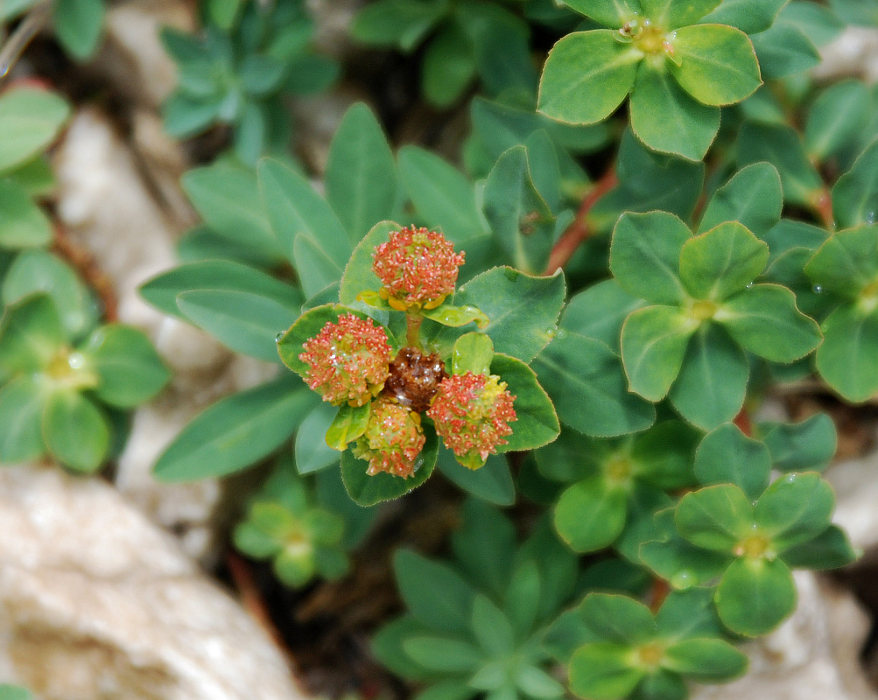 Image of Euphorbia capitulata specimen.