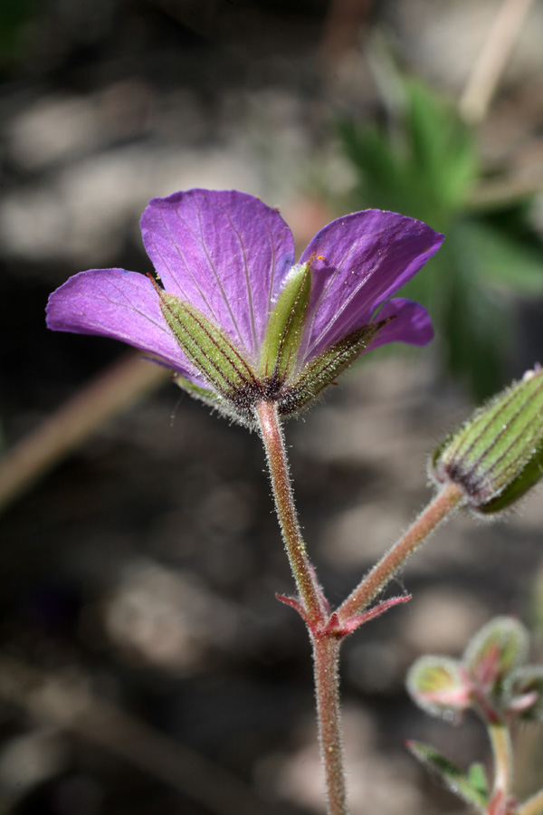 Изображение особи Geranium ferganense.