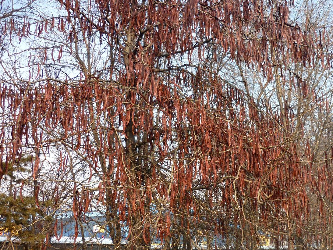 Изображение особи Gleditsia triacanthos.