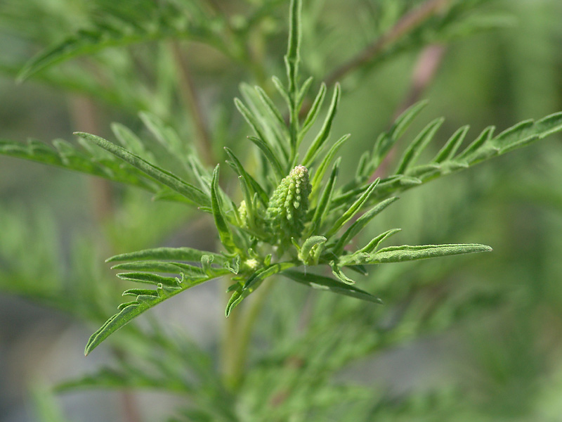 Изображение особи Ambrosia artemisiifolia.