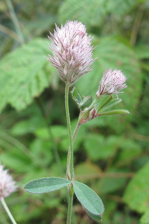 Изображение особи Trifolium arvense.