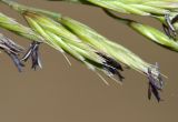 Festuca polesica