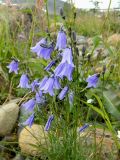 Campanula rotundifolia. Верхушки побегов с соцветиями. Полярный Урал, берег Труба-Ю. 30.07.2011.