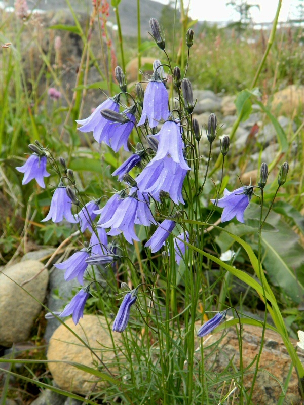 Image of Campanula rotundifolia specimen.