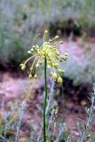 Allium flavum