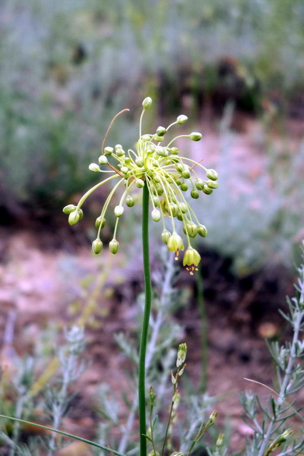 Изображение особи Allium flavum.