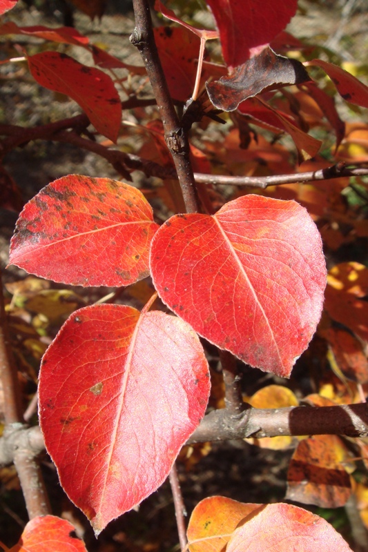 Изображение особи Pyrus caucasica.