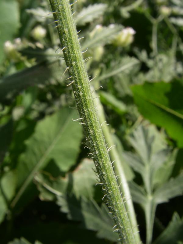 Image of Turgenia latifolia specimen.