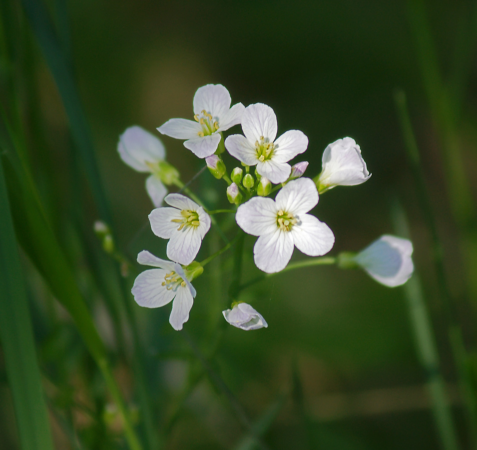 Изображение особи Cardamine dentata.