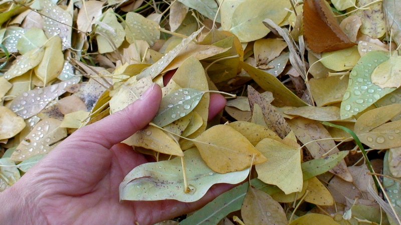 Image of Populus euphratica specimen.