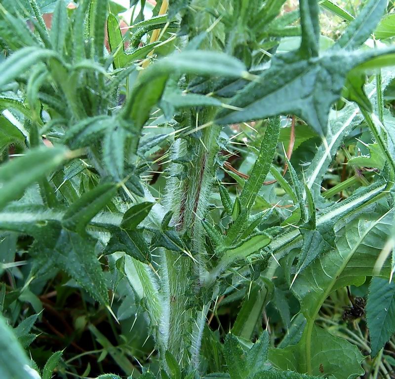 Изображение особи Cirsium vulgare.