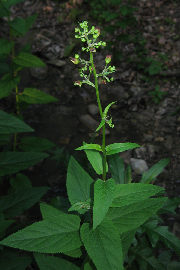 Изображение особи Scrophularia nodosa.