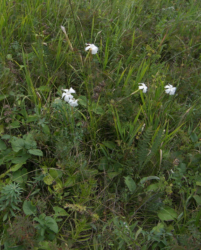 Image of Dianthus fragrans specimen.