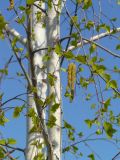 Betula pendula