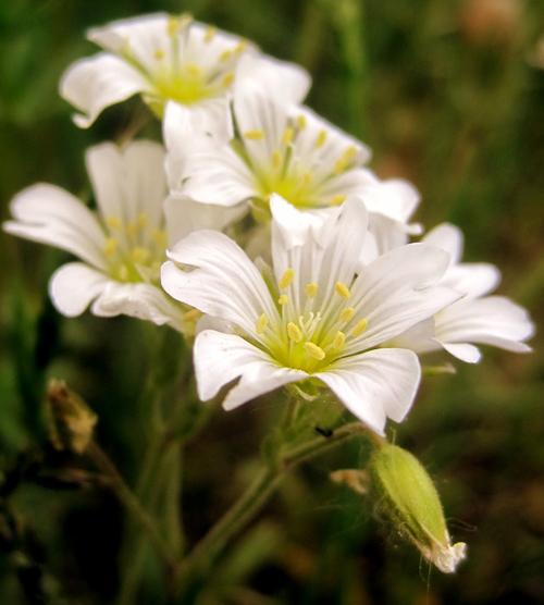 Изображение особи Cerastium arvense.