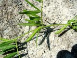 Vicia angustifolia