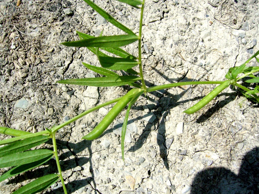 Image of Vicia angustifolia specimen.