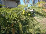 Albizia julibrissin