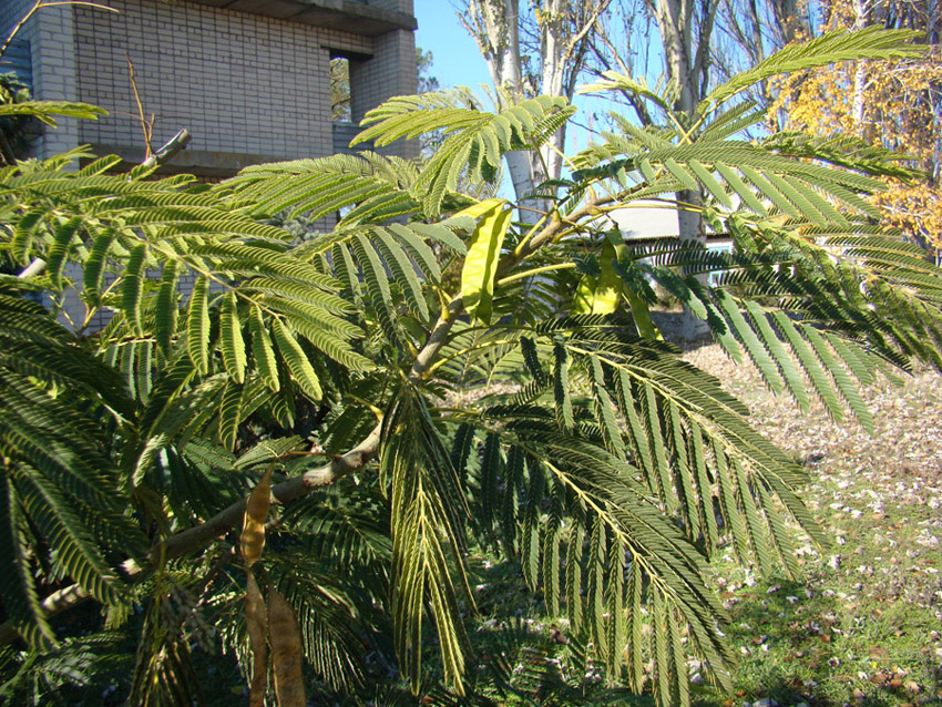 Image of Albizia julibrissin specimen.