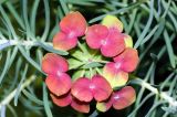 Euphorbia cyparissias. Верхушка растения с присоцветными листьями после опадания плодов. Московская обл., Раменский р-н, окр. дер. Хрипань, дачный участок. 31.07.2008.