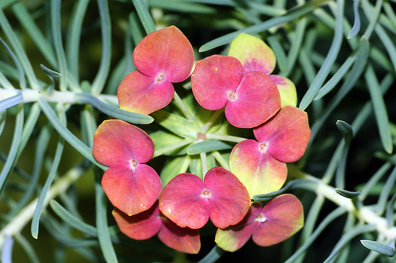 Изображение особи Euphorbia cyparissias.