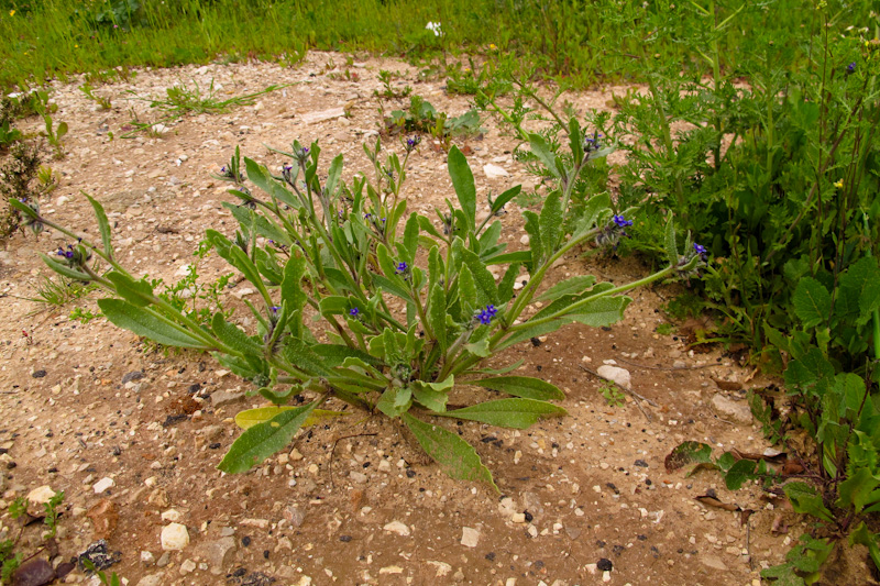 Image of Hormuzakia aggregata specimen.