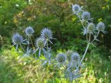 Eryngium planum. Верхушка цветущего растения. Украина, Львовская обл., луговой склон. 2 сентября 2008 г.