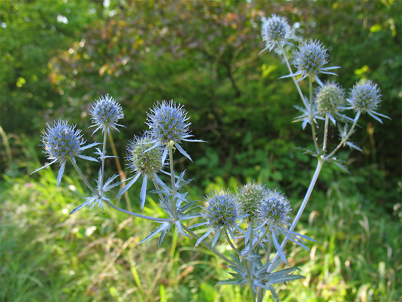 Изображение особи Eryngium planum.