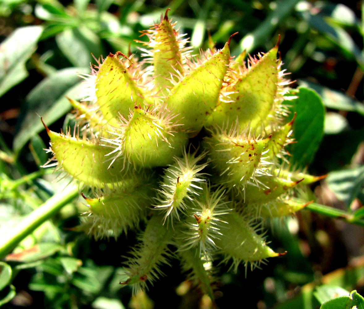 Image of Glycyrrhiza echinata specimen.