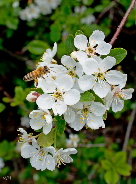 Изображение особи Cerasus vulgaris.