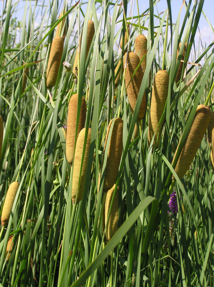 Изображение особи Typha tichomirovii.