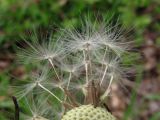 Taraxacum