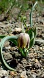 Fritillaria kurdica