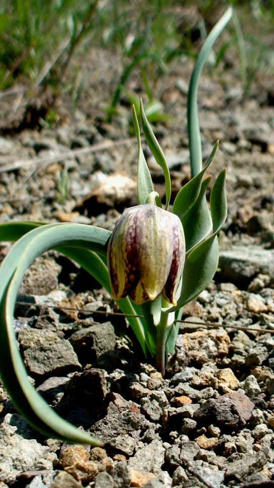 Изображение особи Fritillaria kurdica.