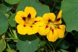 Tropaeolum majus. Цветки (возможно, гибрид с Tropaeolum peltophorum). Московская обл., дачный участок. 20.07.2007.